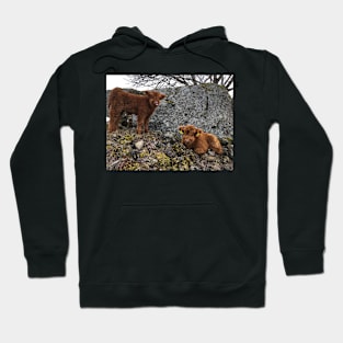 Scottish Highland Cattle Calves 1745 Hoodie